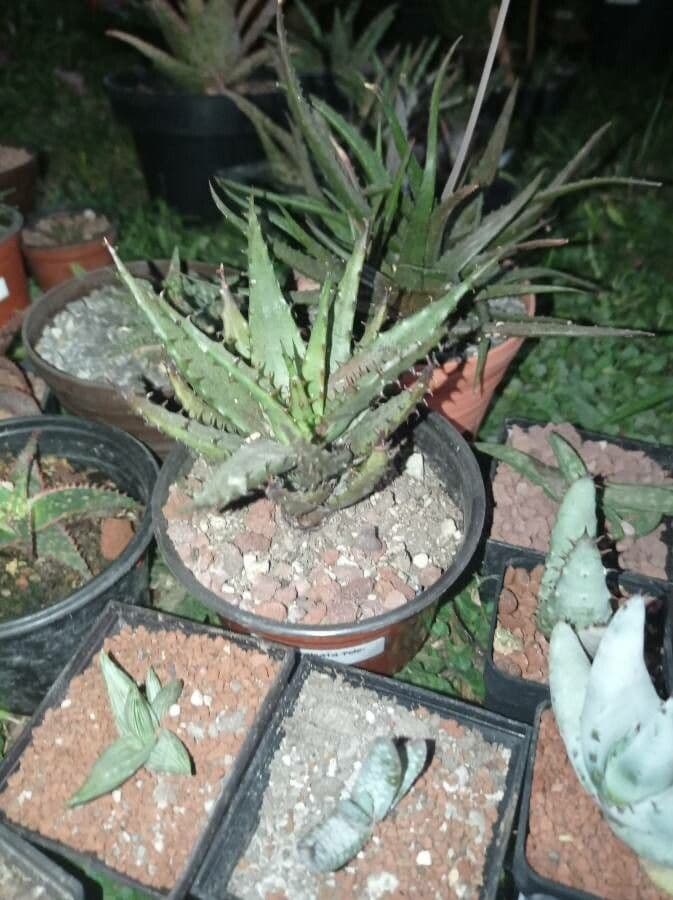 Aloe 4