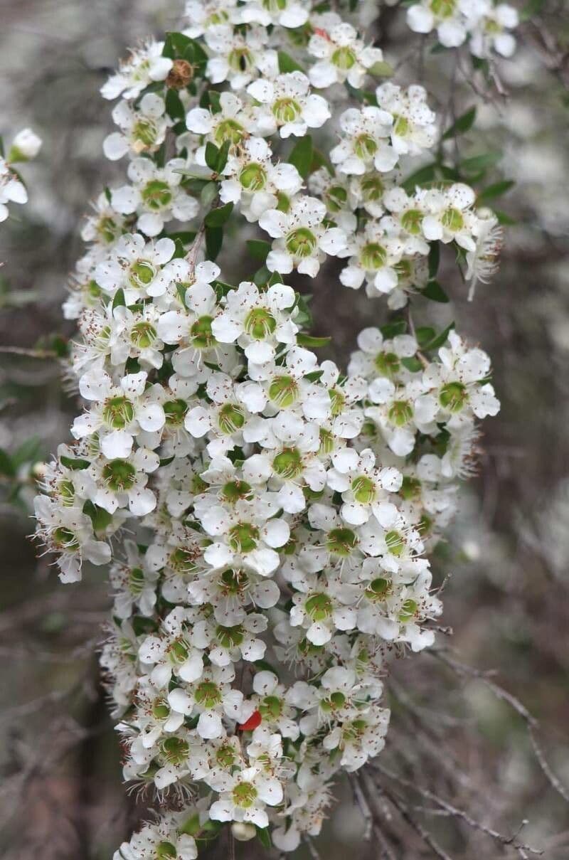 Rosmarin-Teebaum