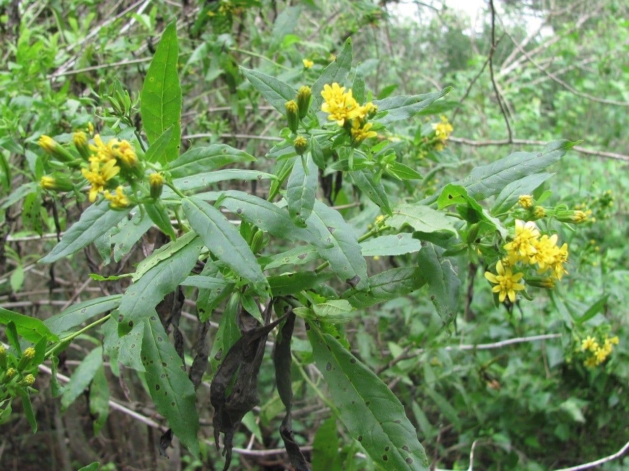 Trixis inula 6