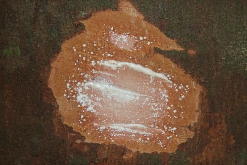 Parahancornia 13