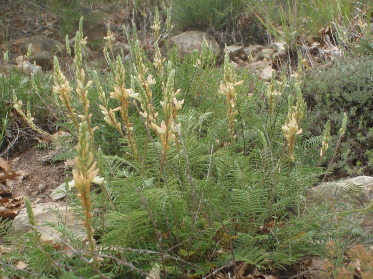 Serradella 13