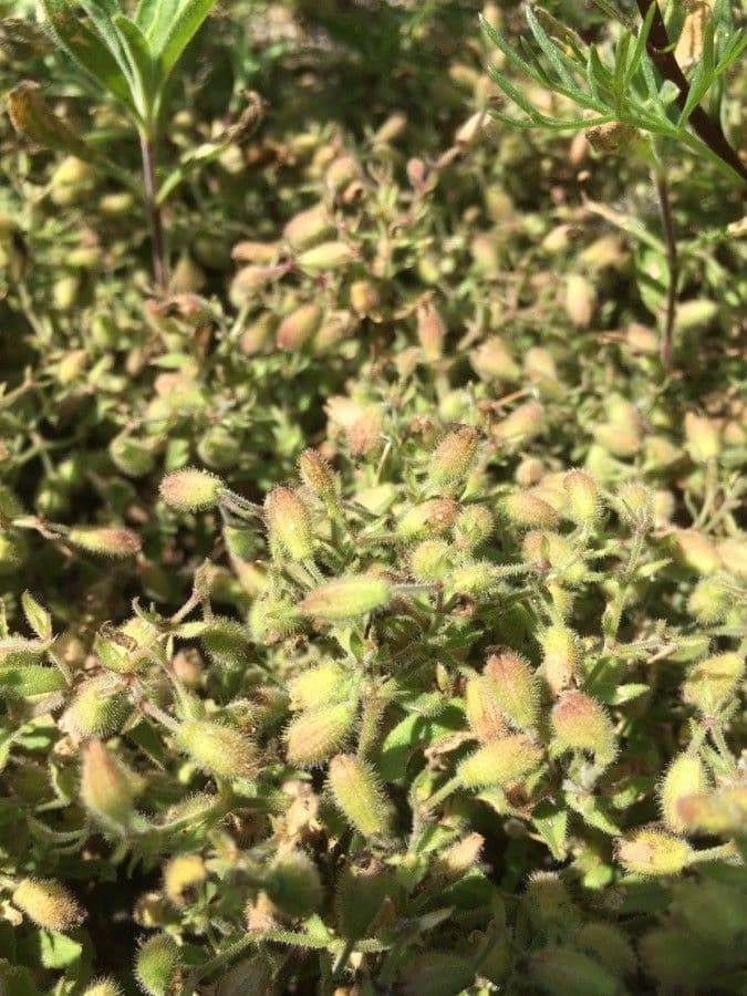 Saponaria rossa 3