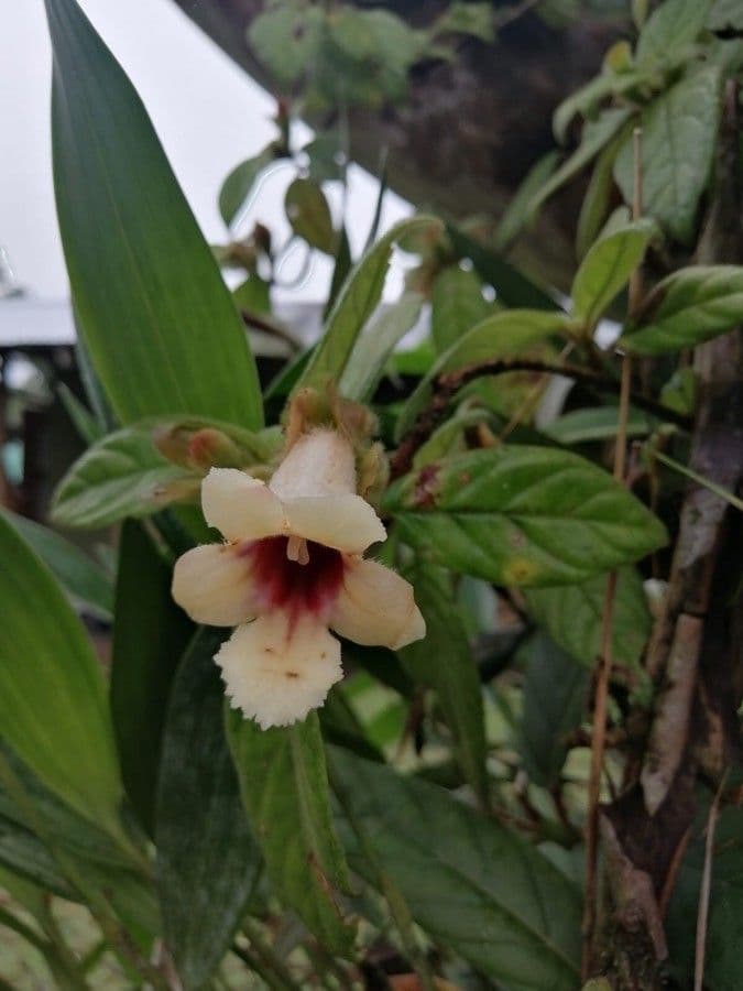 Drymonia alloplectoides 6