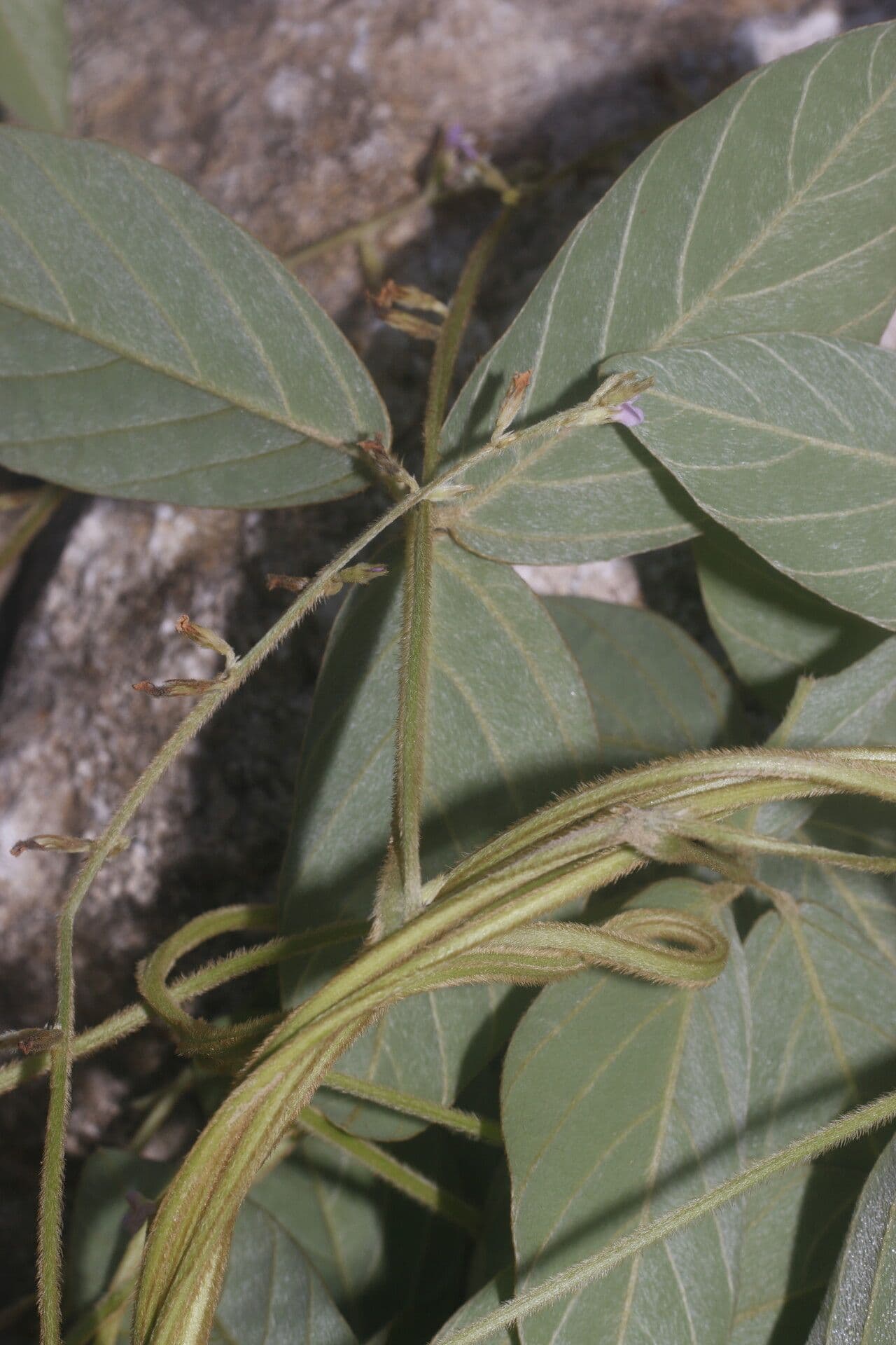 Teramnus uncinatus