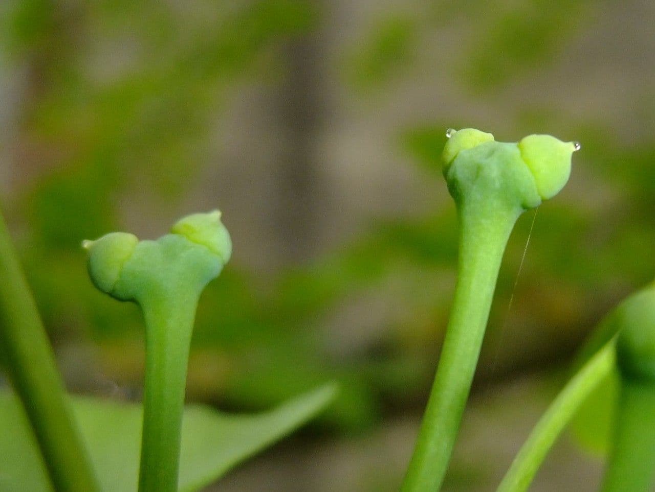 Ginkgo 8
