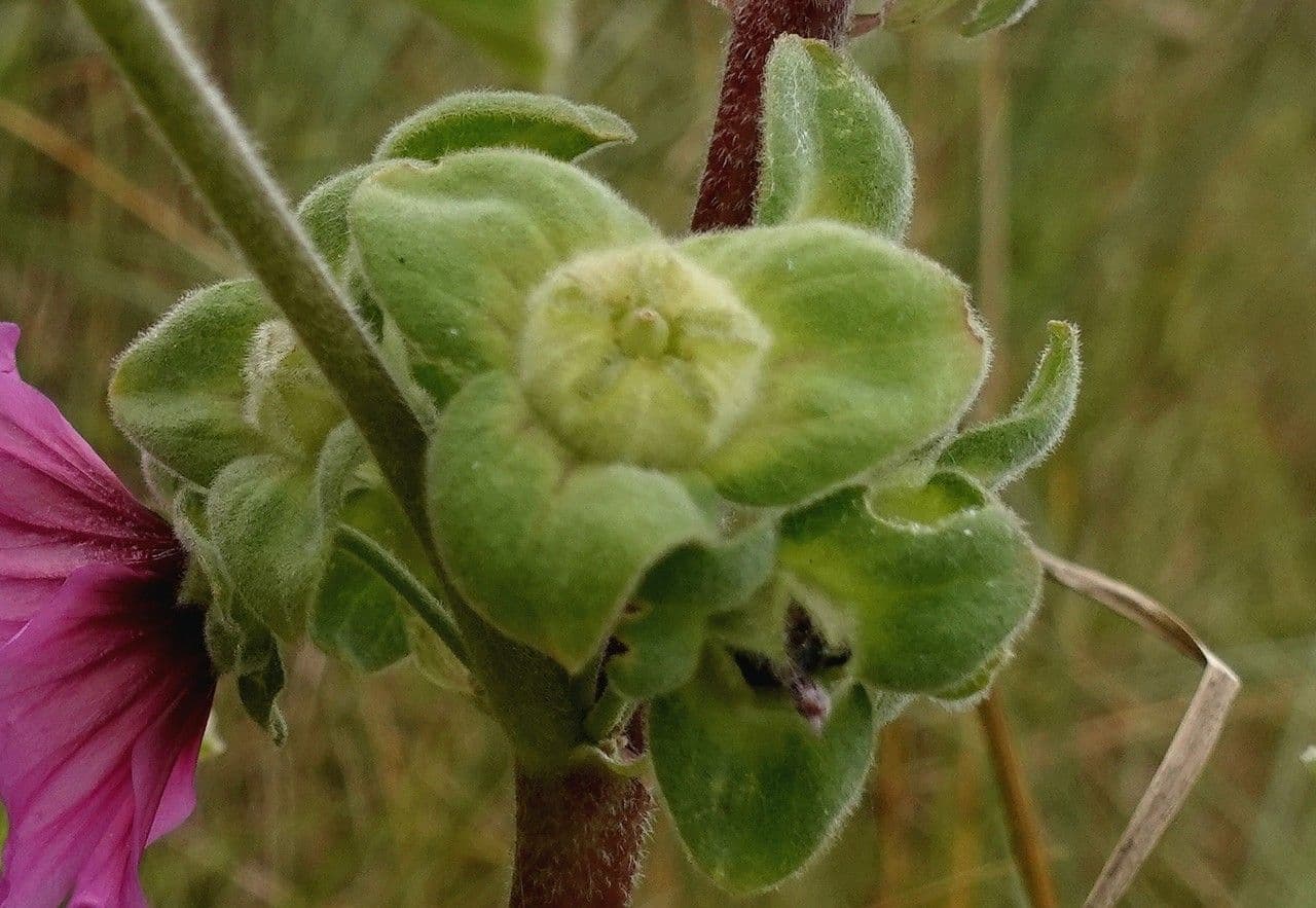 Baummalve 3