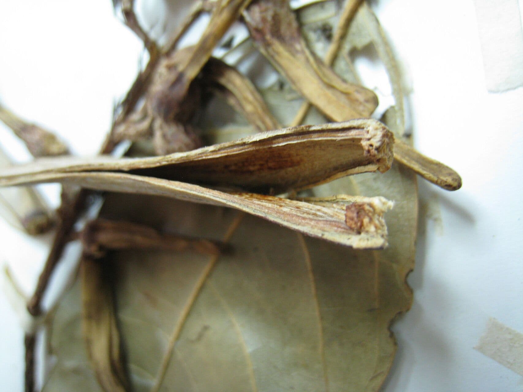 Hylenaea 5