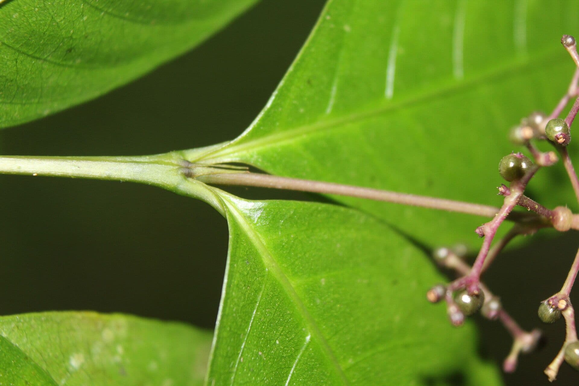 Palicourea deflexa 11