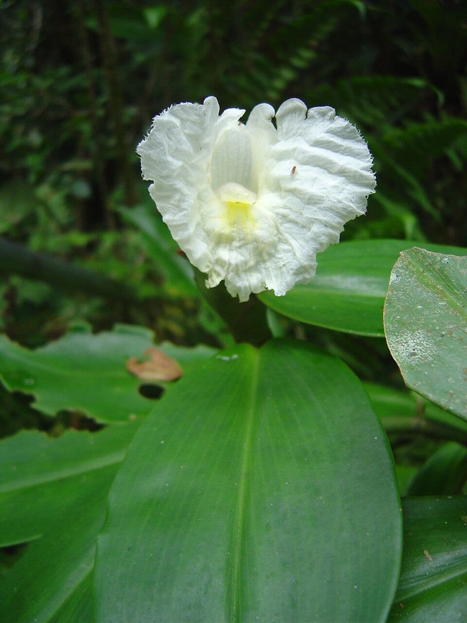 Costus arabo 3