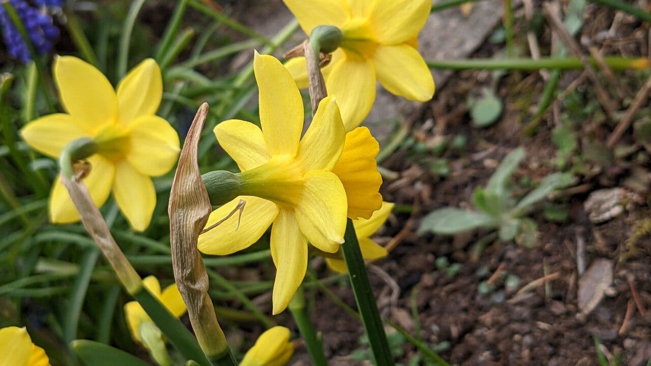 Narciso ciclamino 6