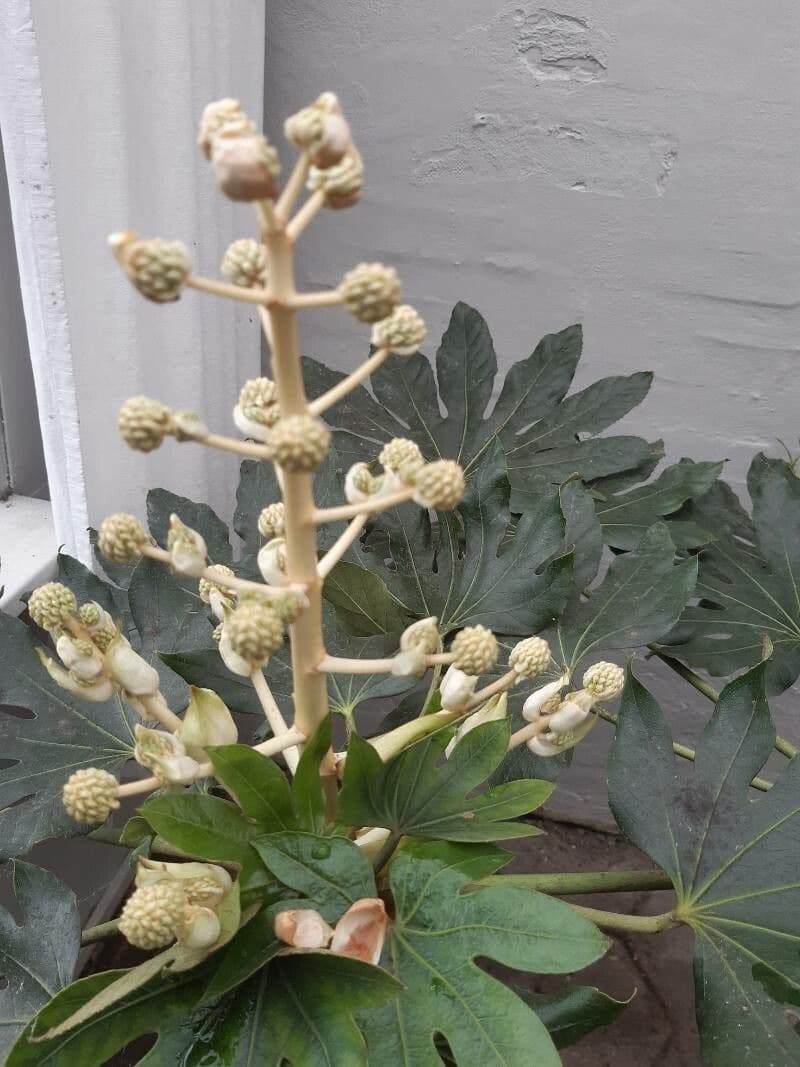 Tetrapanax papyrový 9