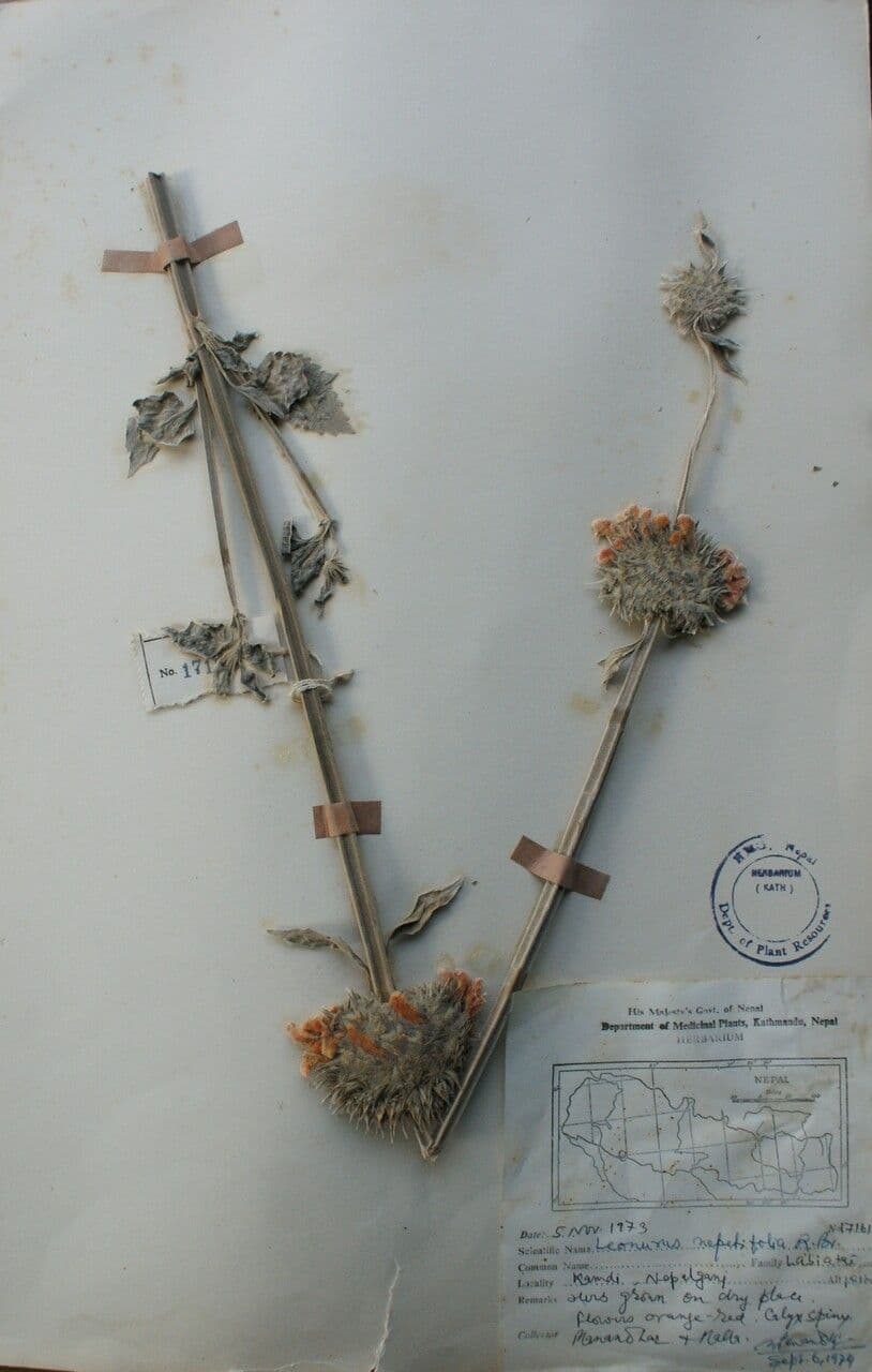 Löwenohr 25