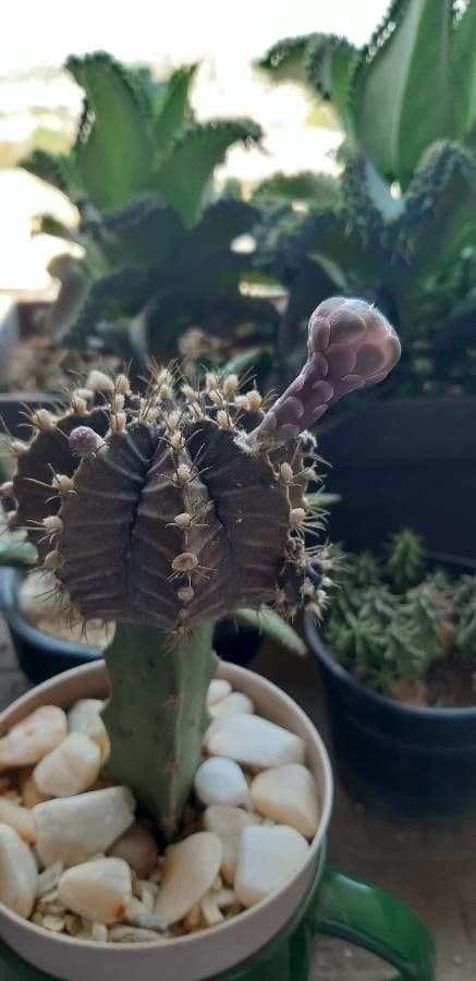 Cactus lunare 26
