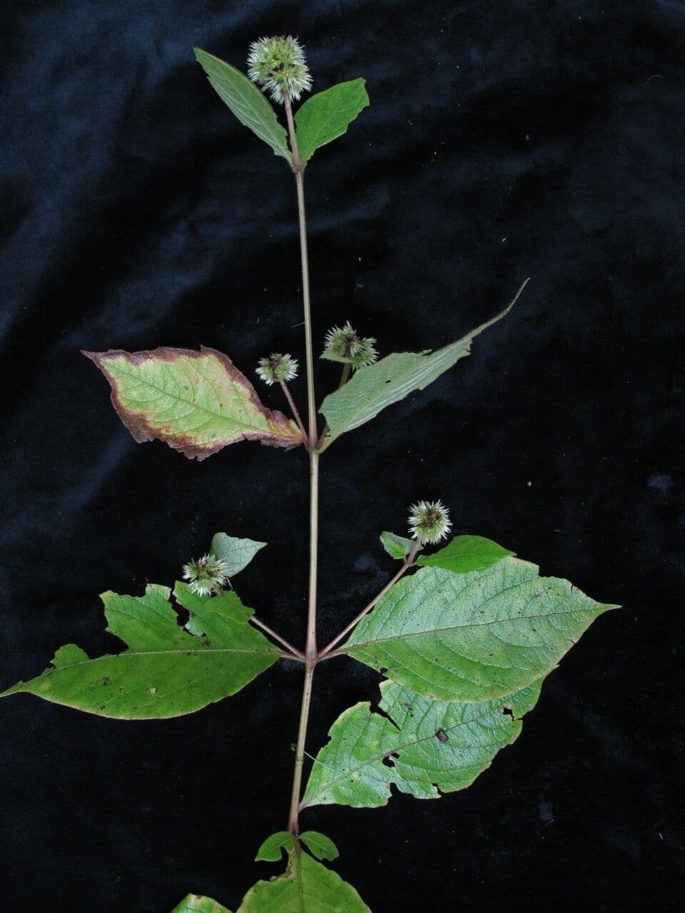 Cyathula 5