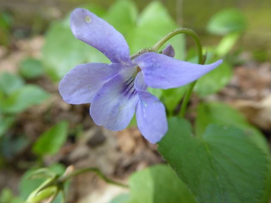 Wald-Veilchen 9