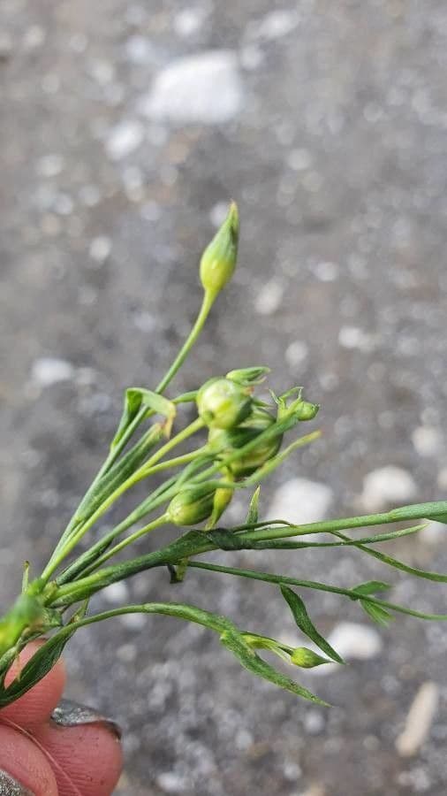 Linseed 17
