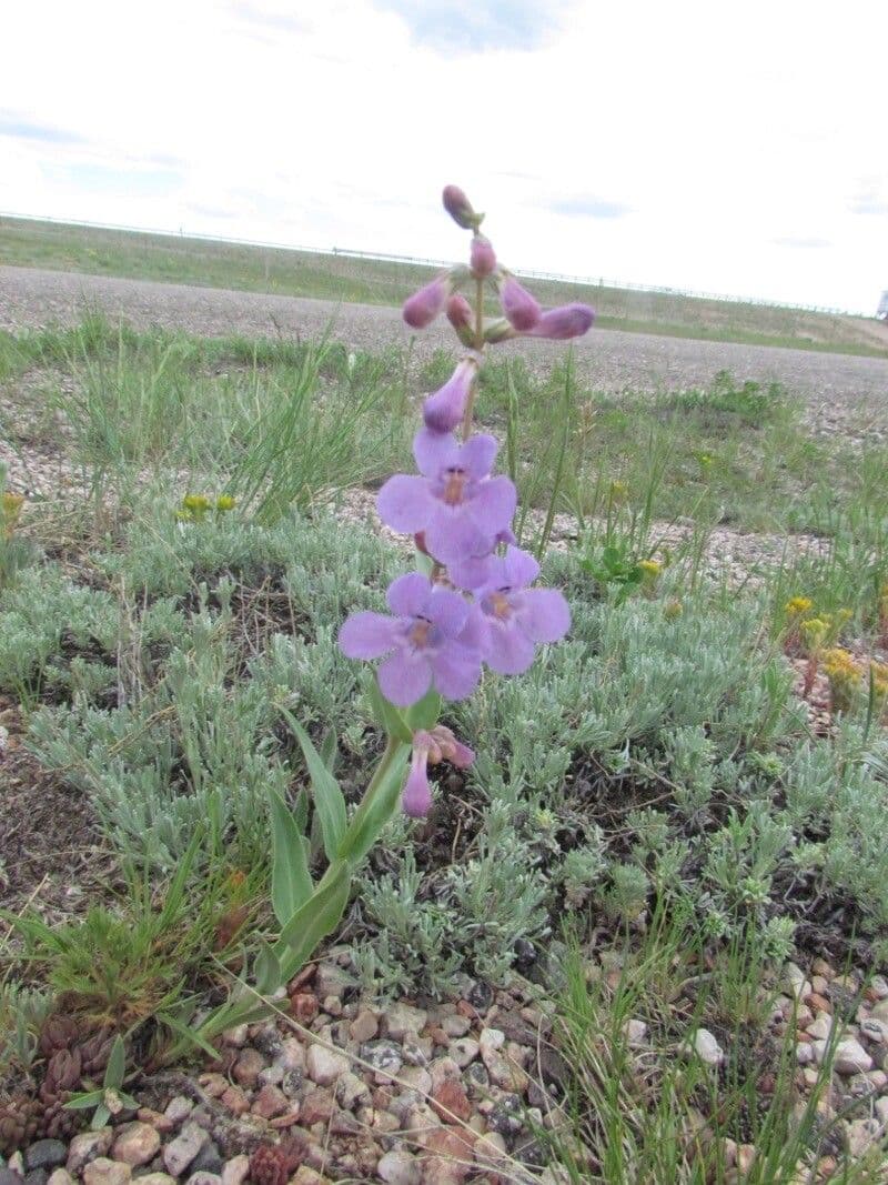 Penstemon