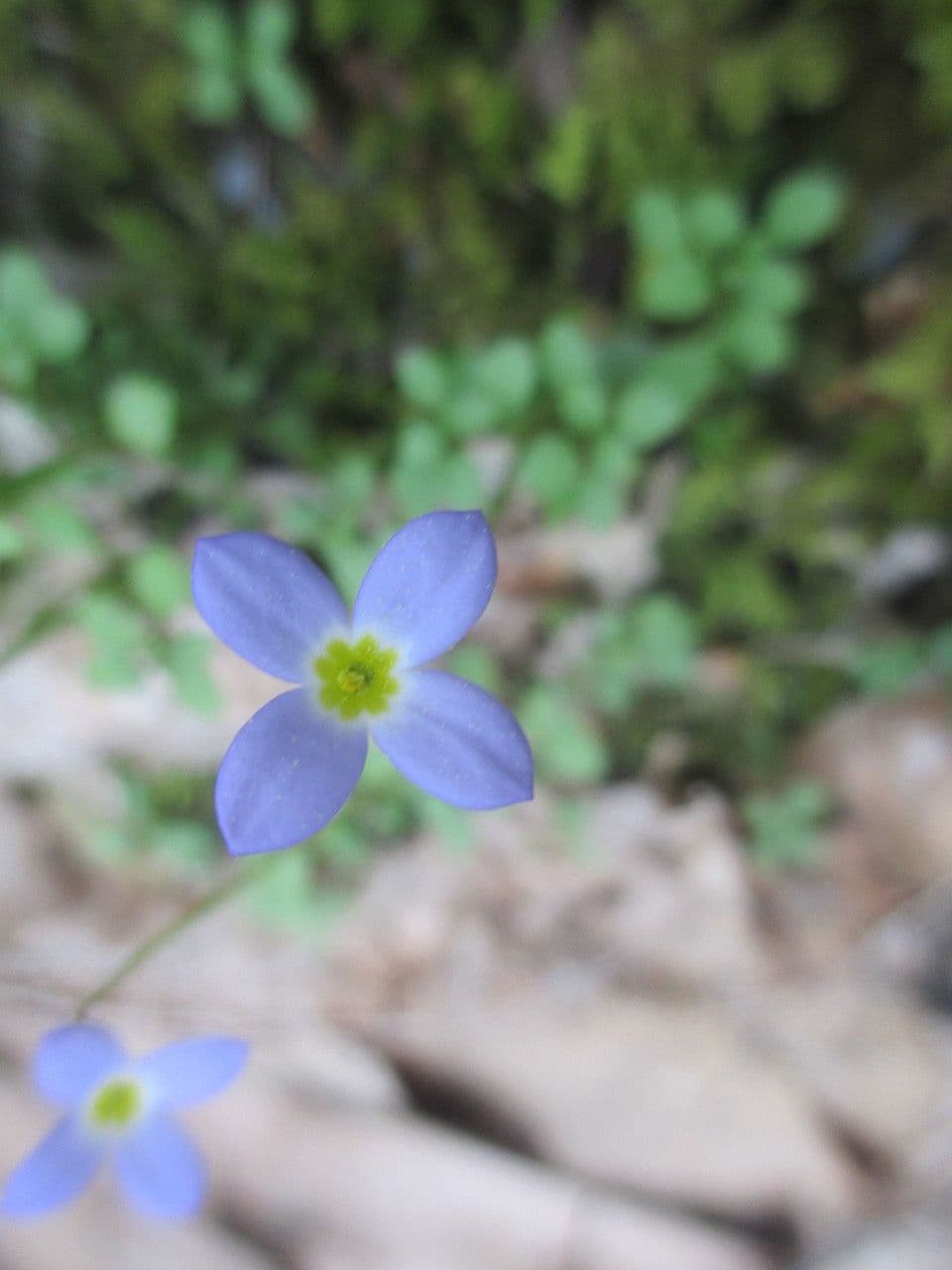 Houstonia serpyllifolia 2