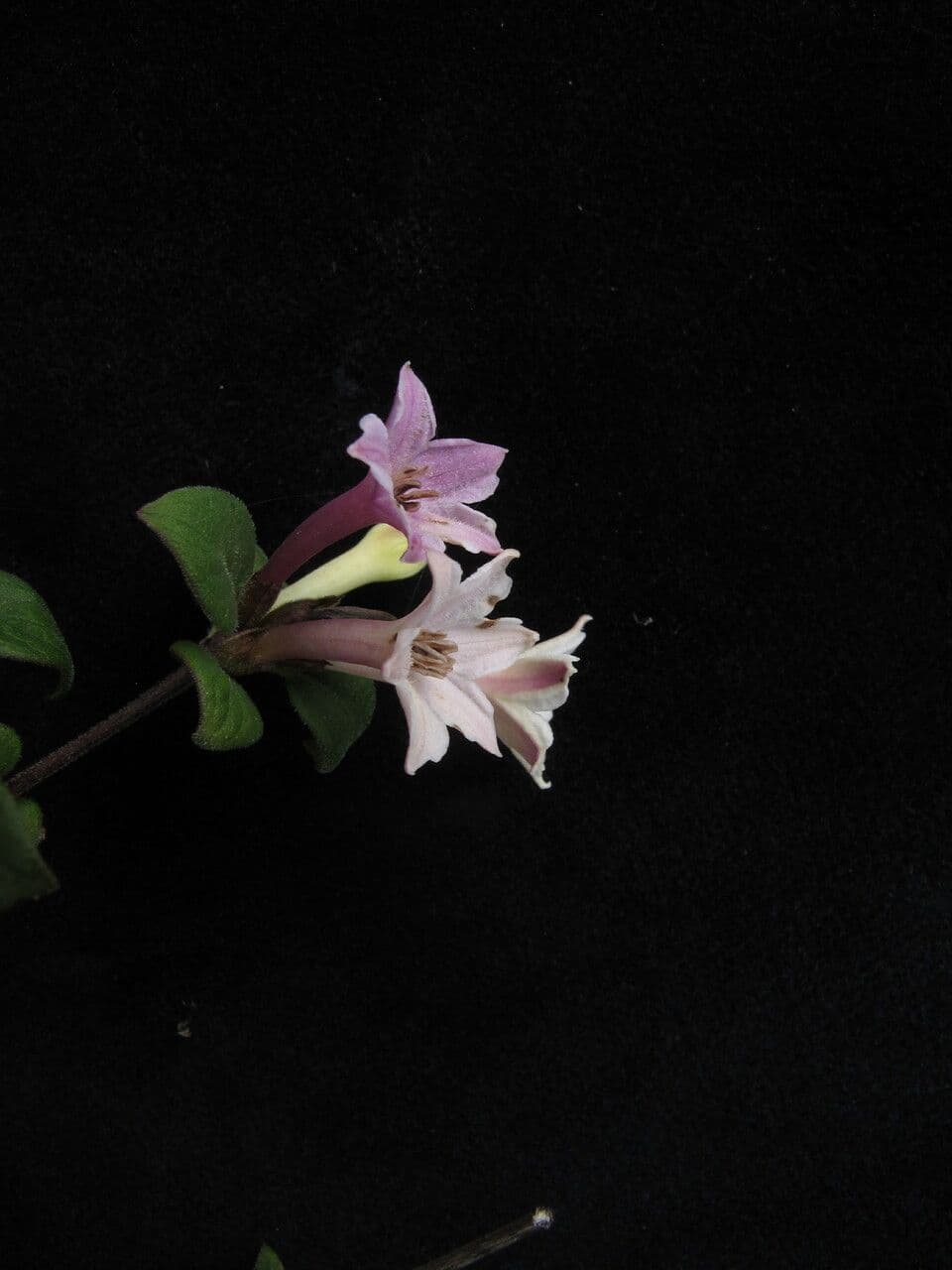 Leptodermis Stapfa 4