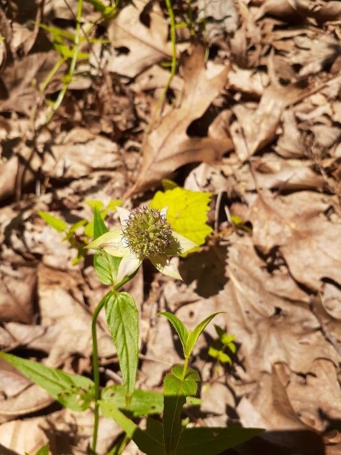 Monarda basilico 2