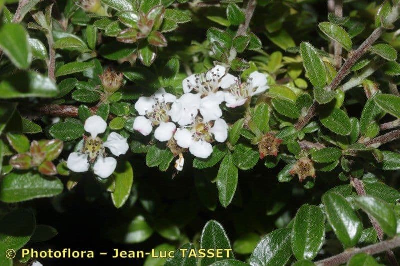 Cotoneaster de hoja entera 6