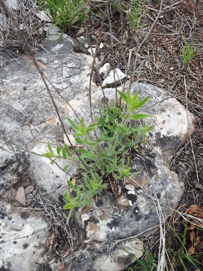 Klebrige chilienblume 6