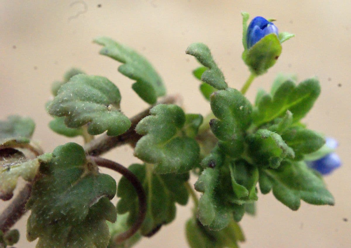Veronica lucida 26