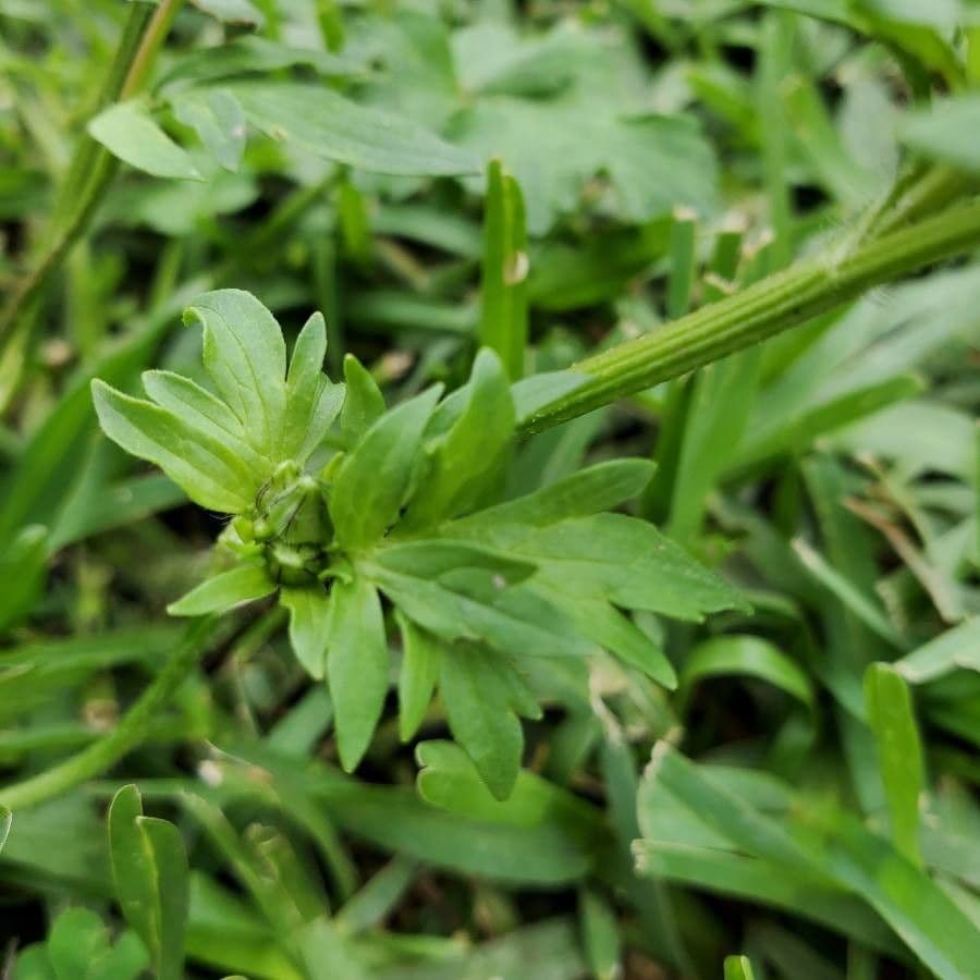 Ranunculus hispidus 14