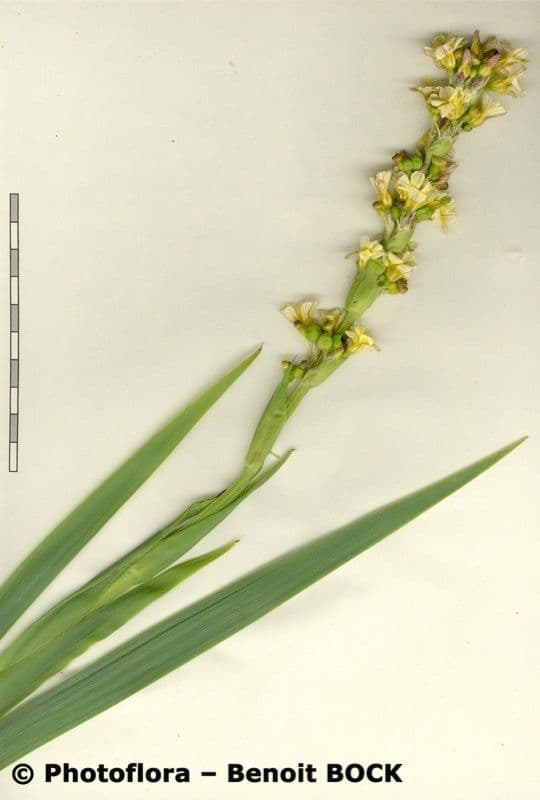 Sisyrinchium striato 21