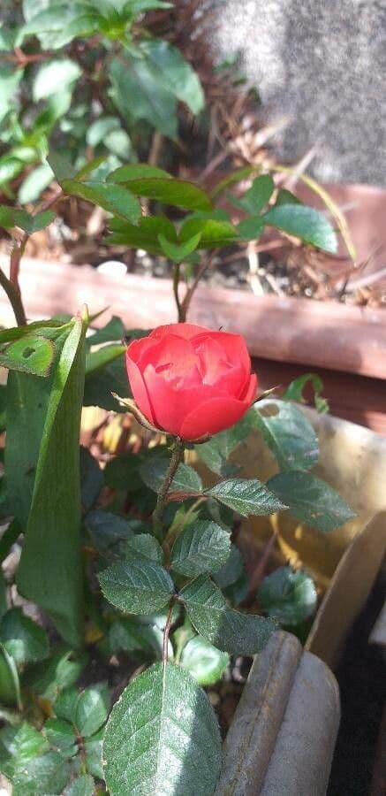 Moyes-Rose 6