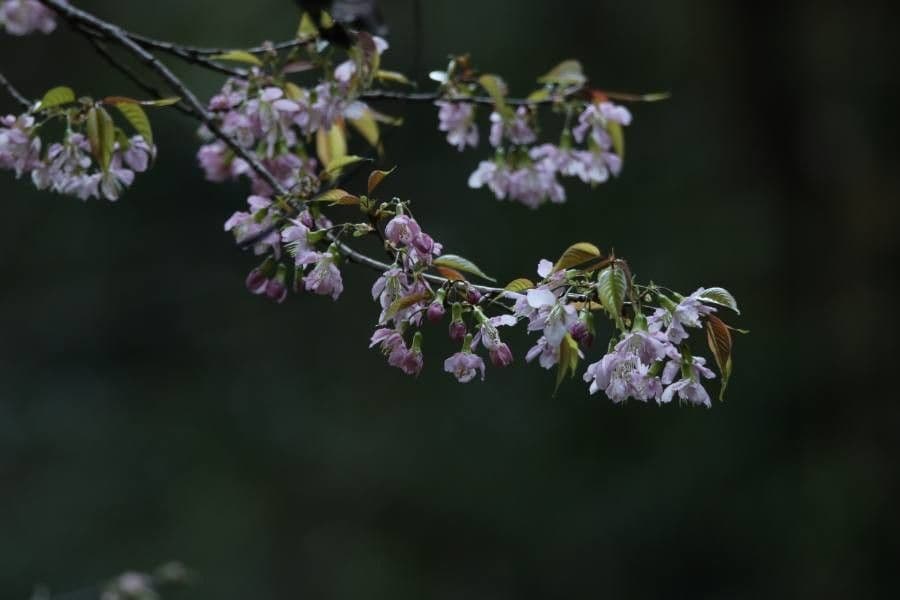 Ciliegio himalayano