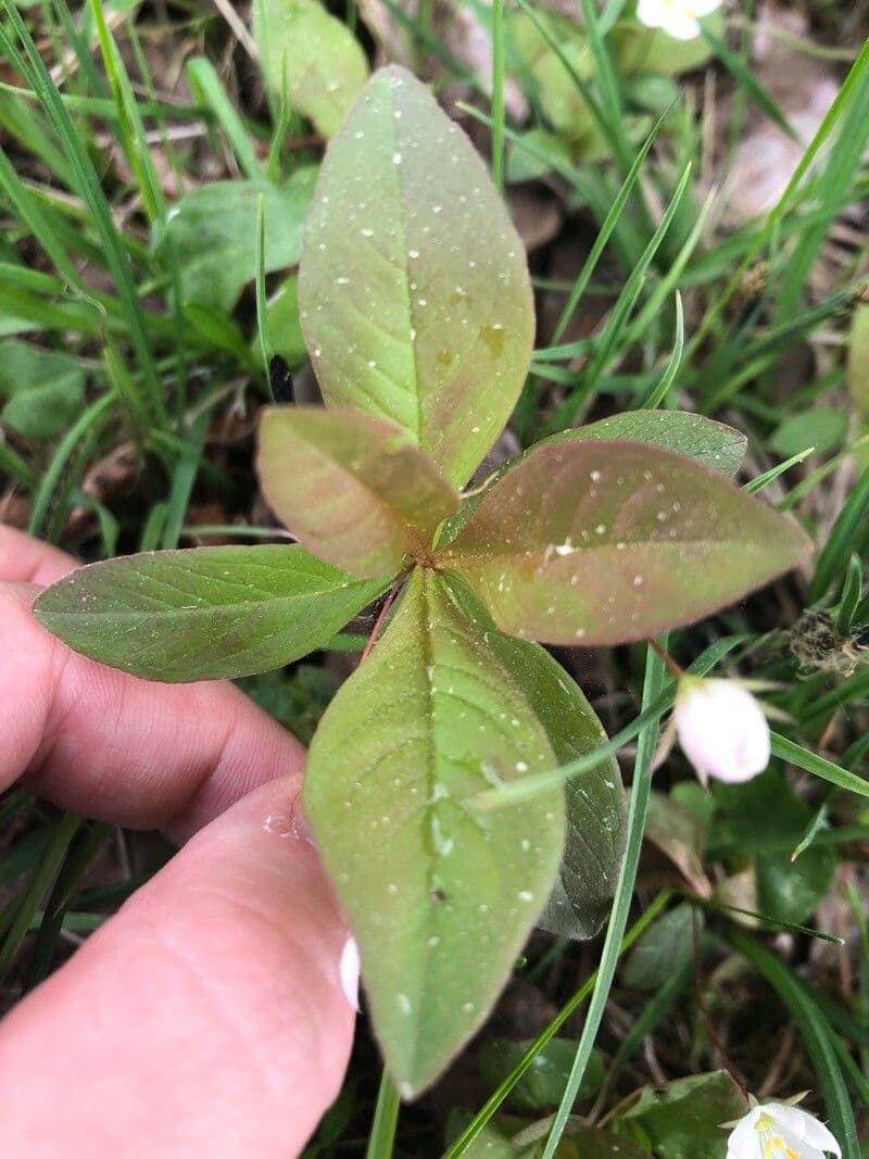 Trientalis 20