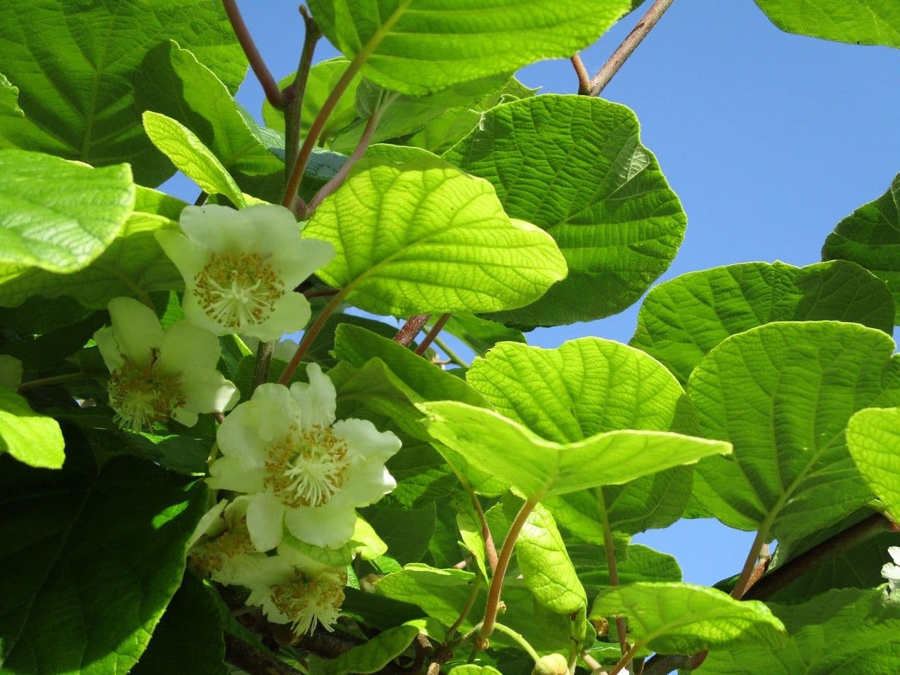 Kiwi dorato 27