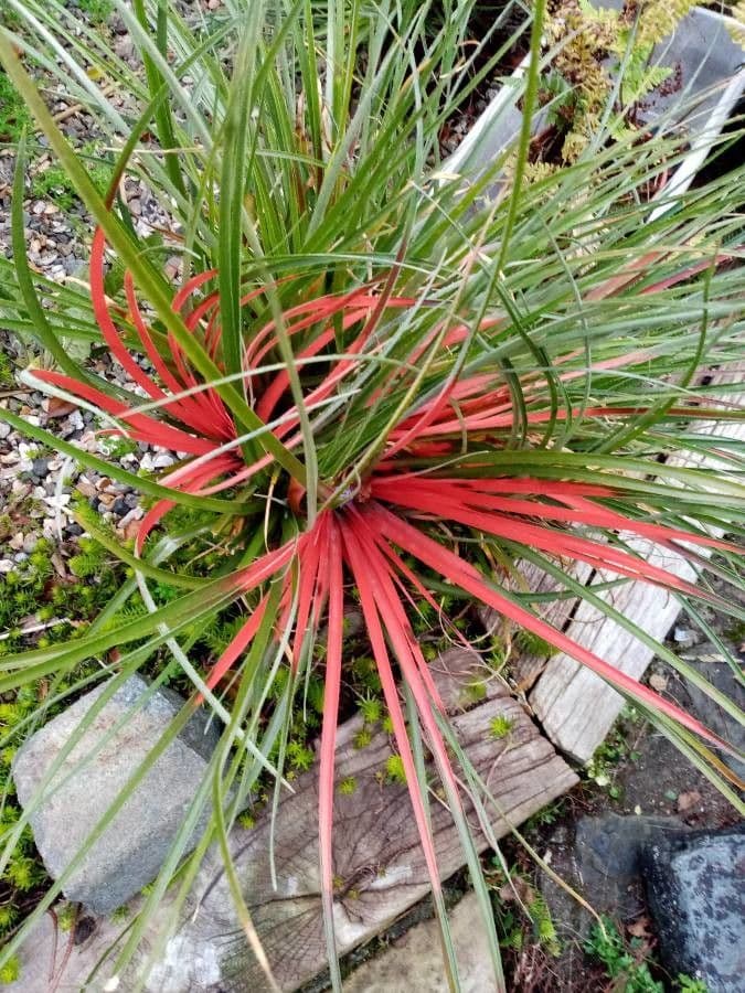 Bromelia 11