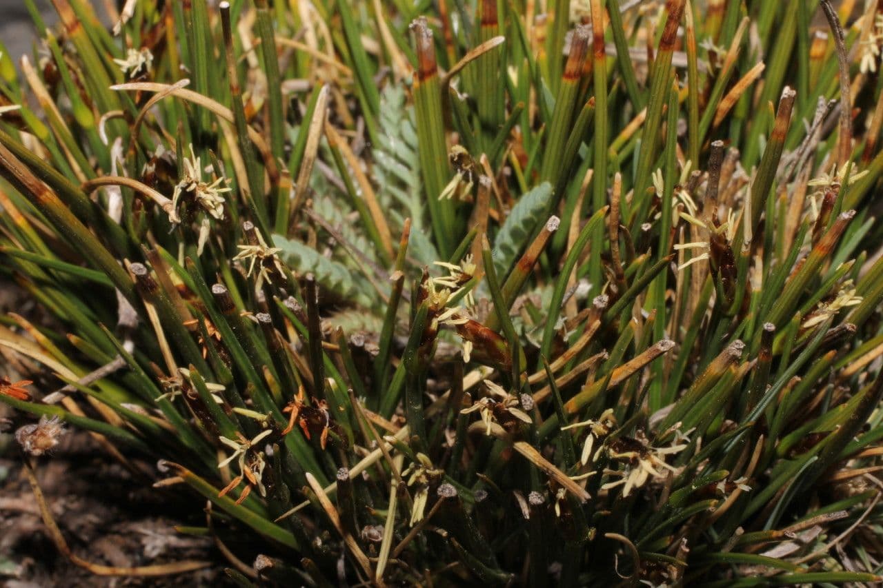 Trichophorum 5