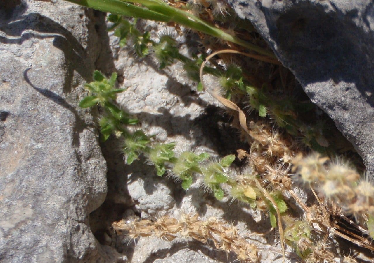 Valantia hispida 11