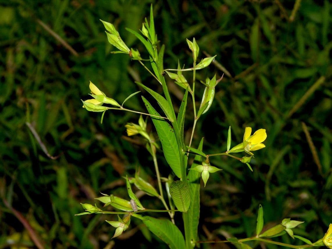 Ludwigia decurrente 9