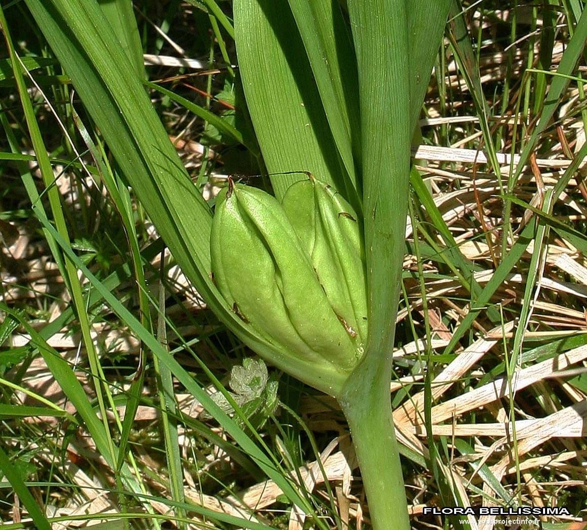 Colchico