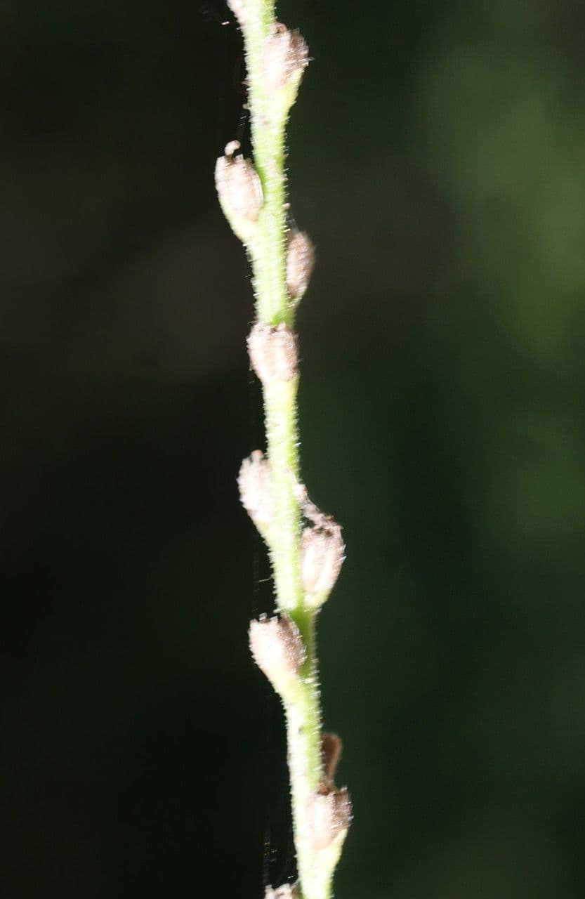 Verbena comune 2