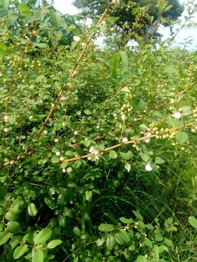 Flueggea 5