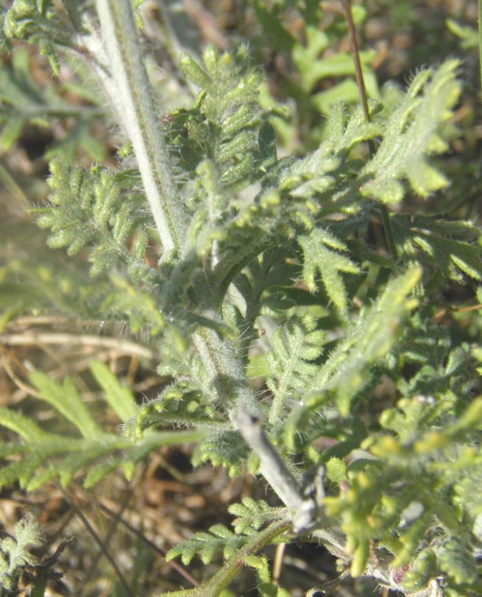 Lavanda multifida 23