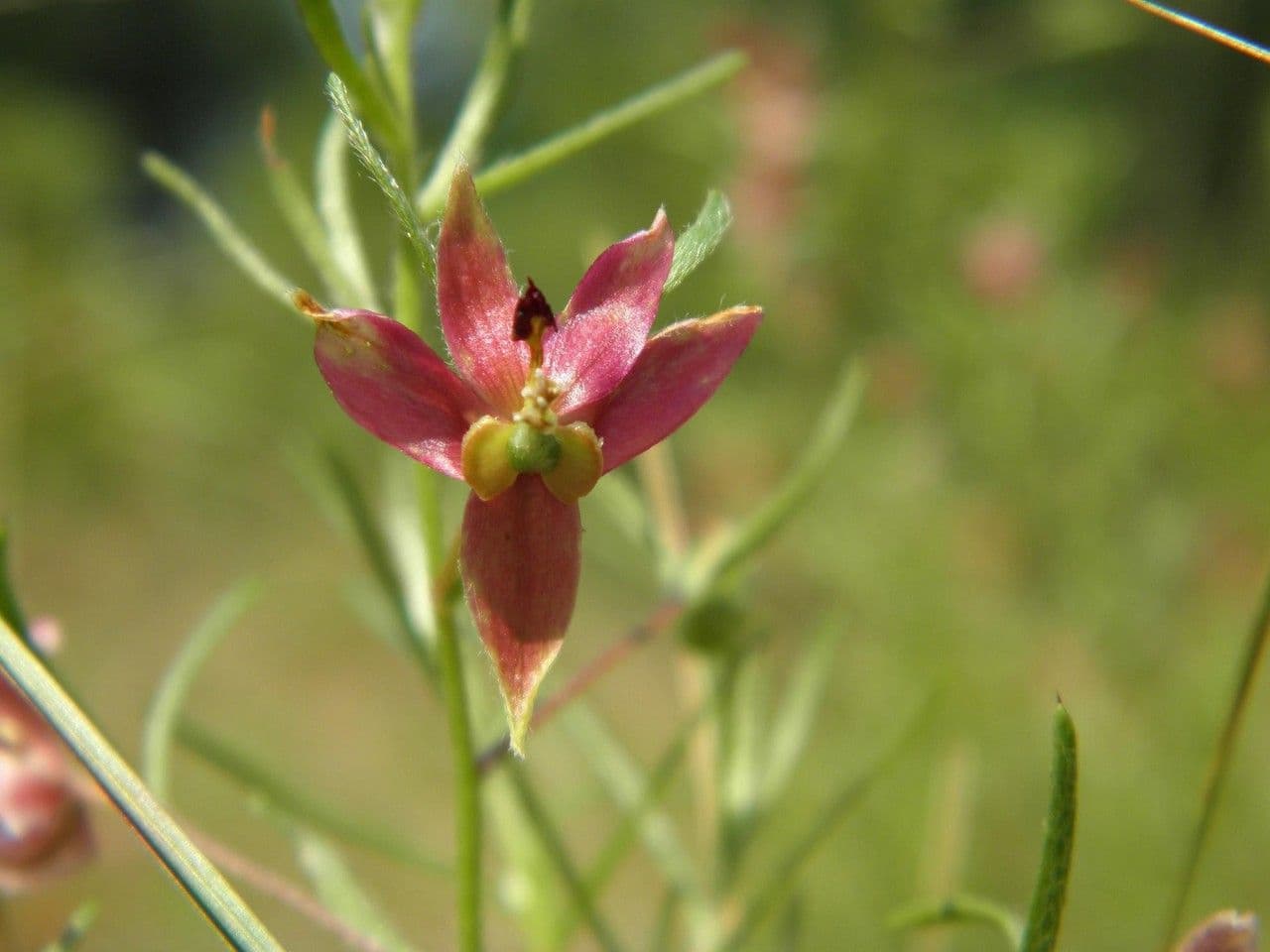 Krameria lanceolata