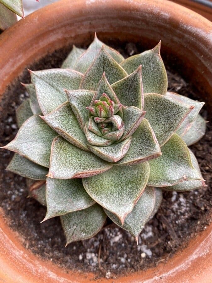 Echeveria 9