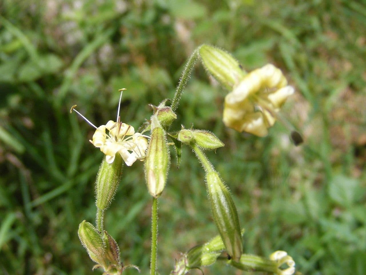 Silene 5