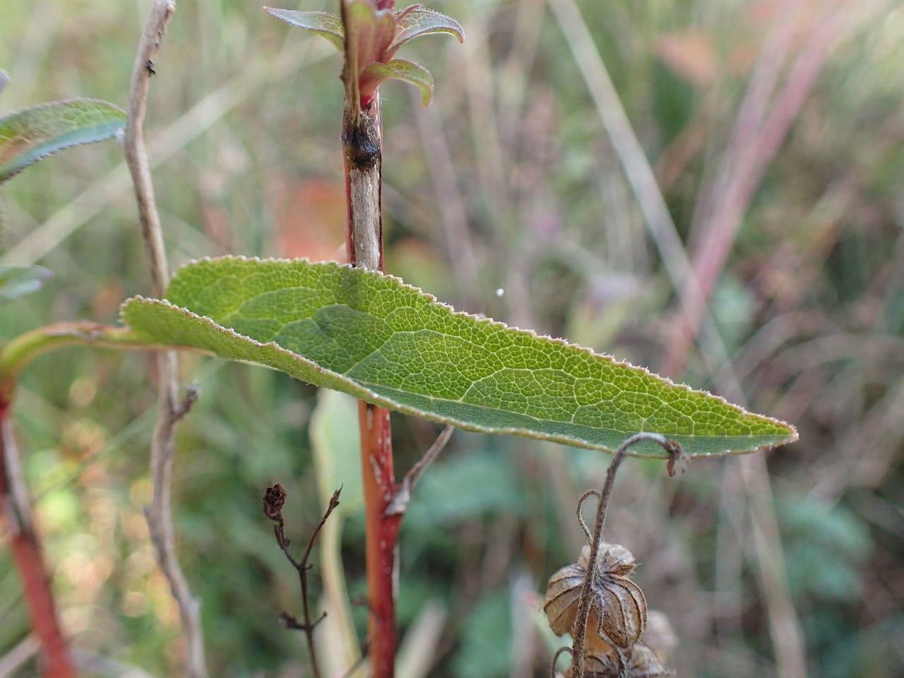 Campanula agglomerata 4