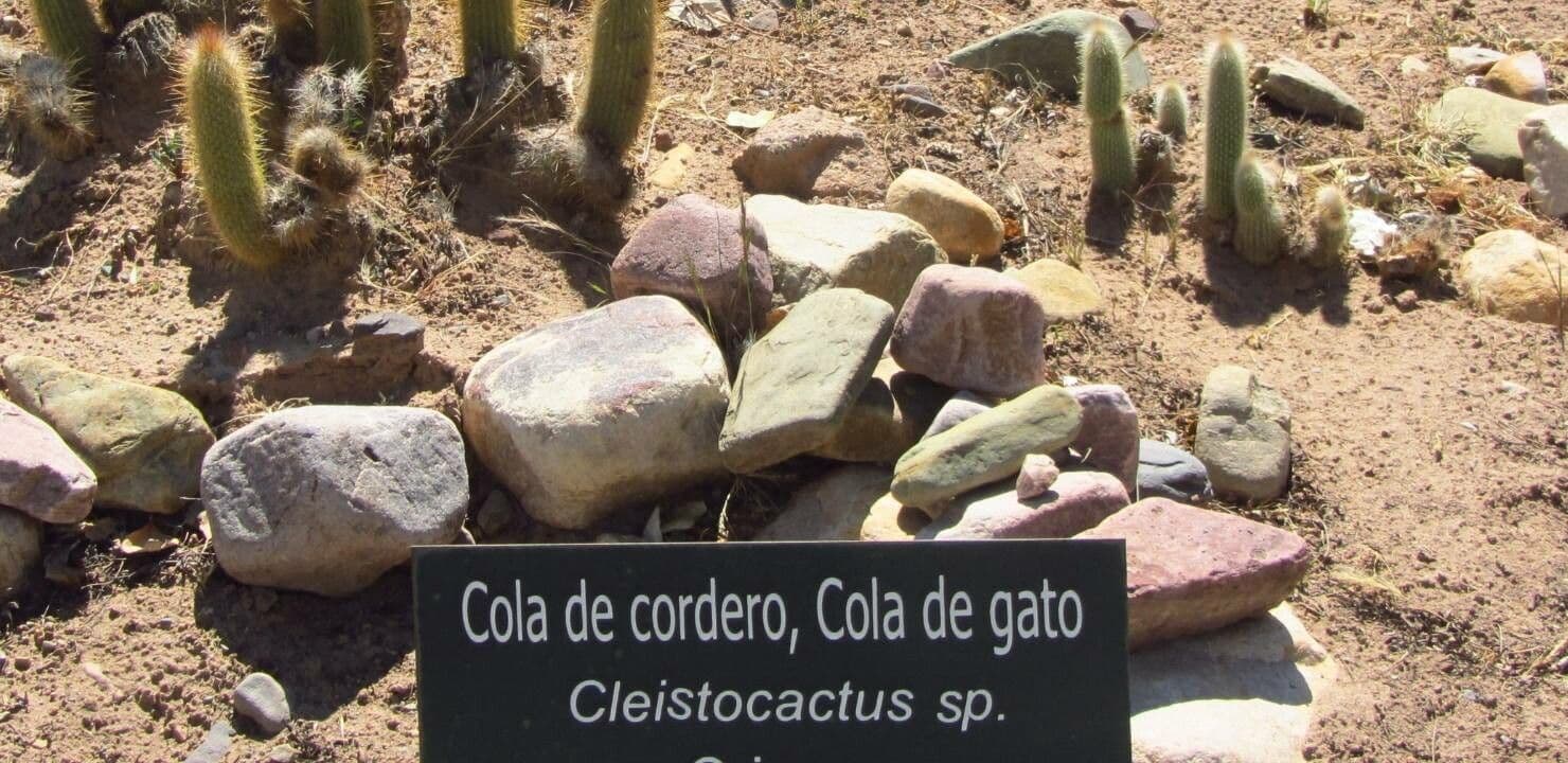 Cleistocactus 3