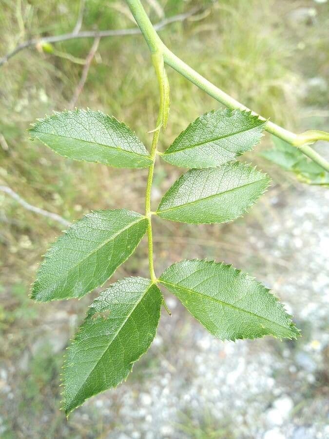 Rosa rugosa 7