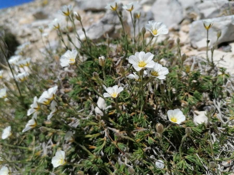 Cherleria capillacea 11