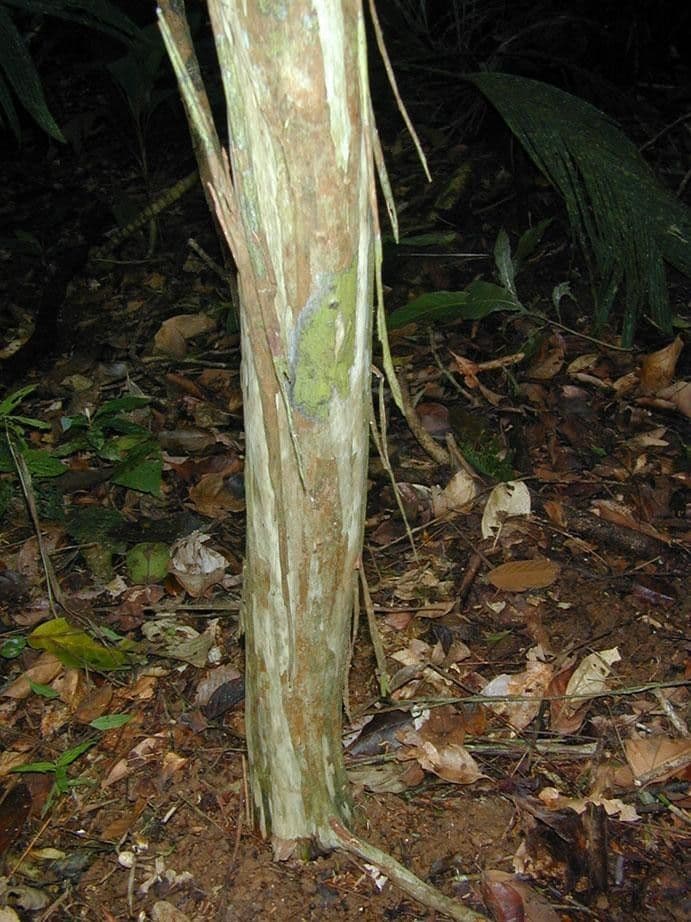 Myrciaria 8