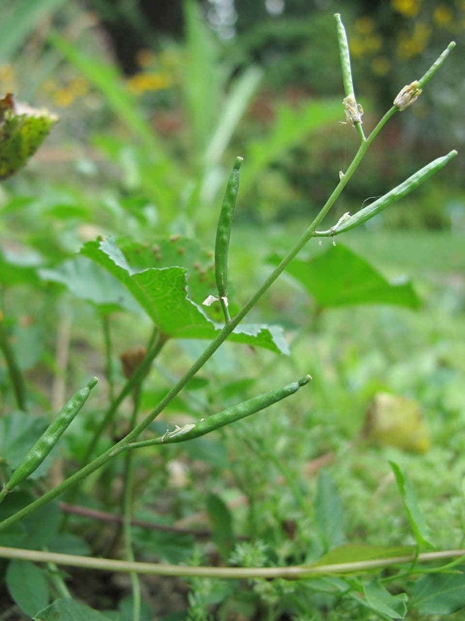 Erba moscatella